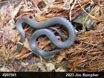 Northern Ring-necked Snake