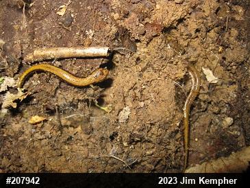 Allegheny Mountain Dusky Salamander