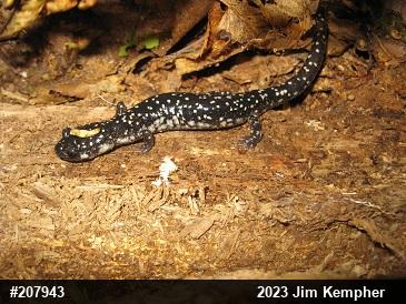 Northern Slimy Salamander