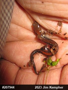 Eastern Red-backed  Salamander