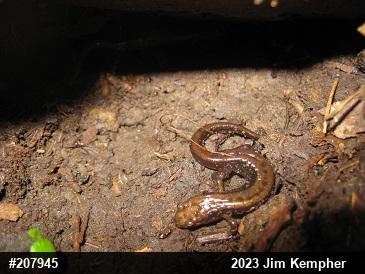 Allegheny Mountain Dusky Salamander