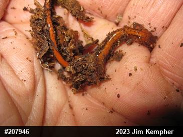 Eastern Red-backed  Salamander