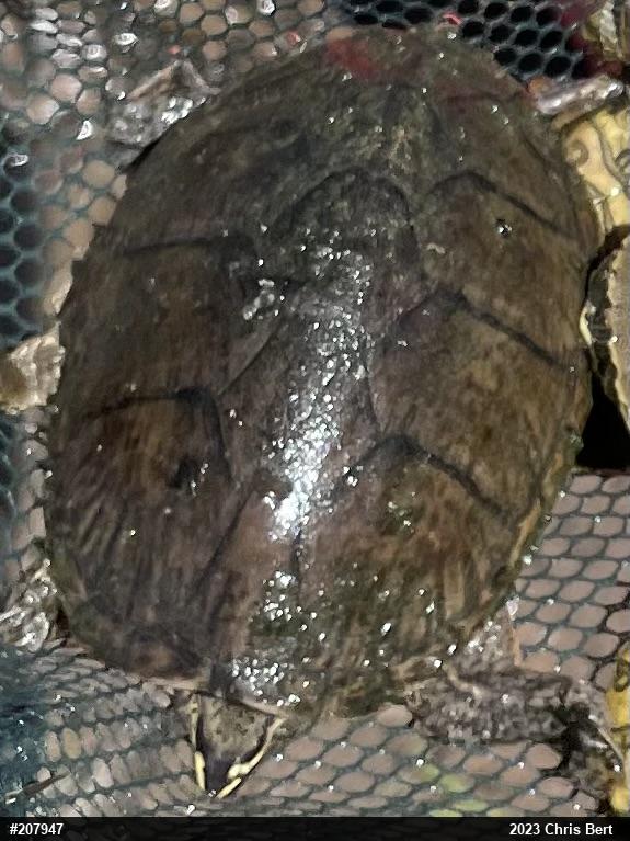 Eastern Musk Turtle