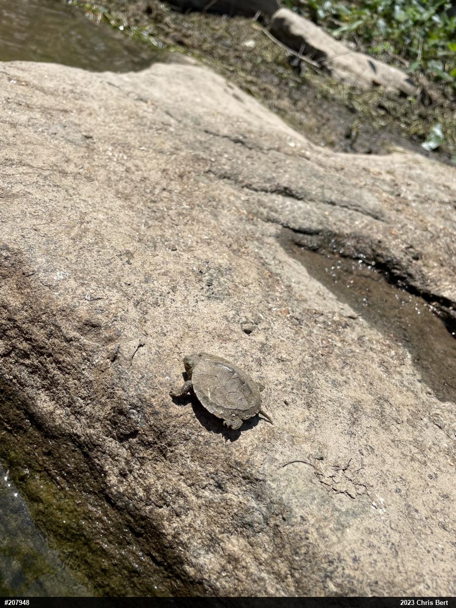Northern Map Turtle