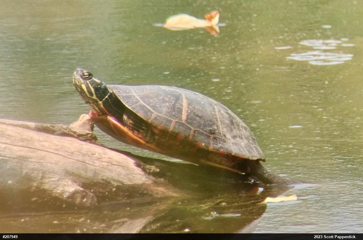 Painted Turtle