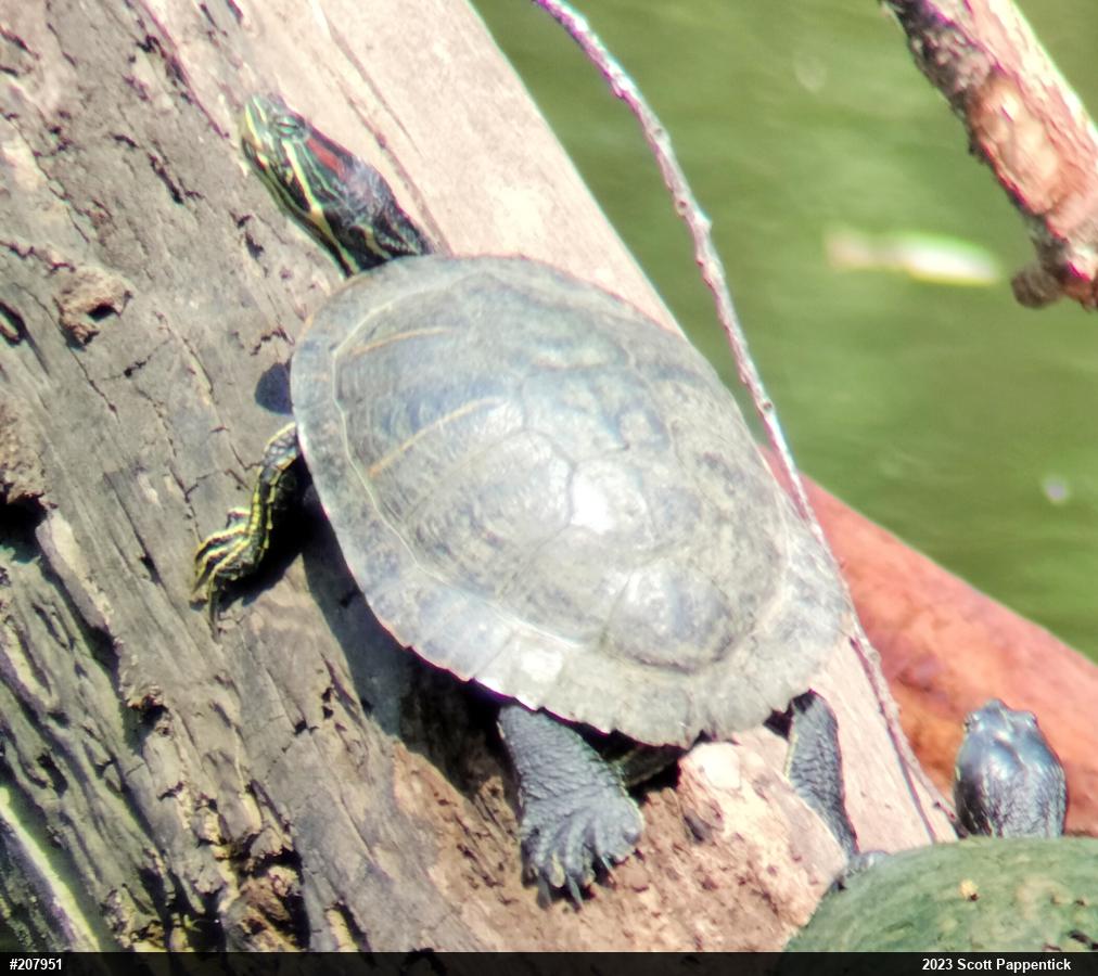 Red-eared Slider