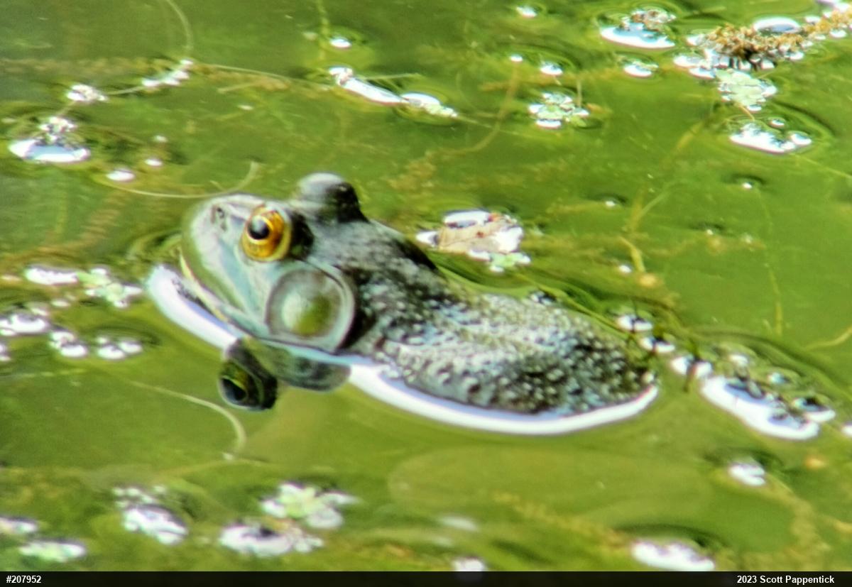 American Bullfrog