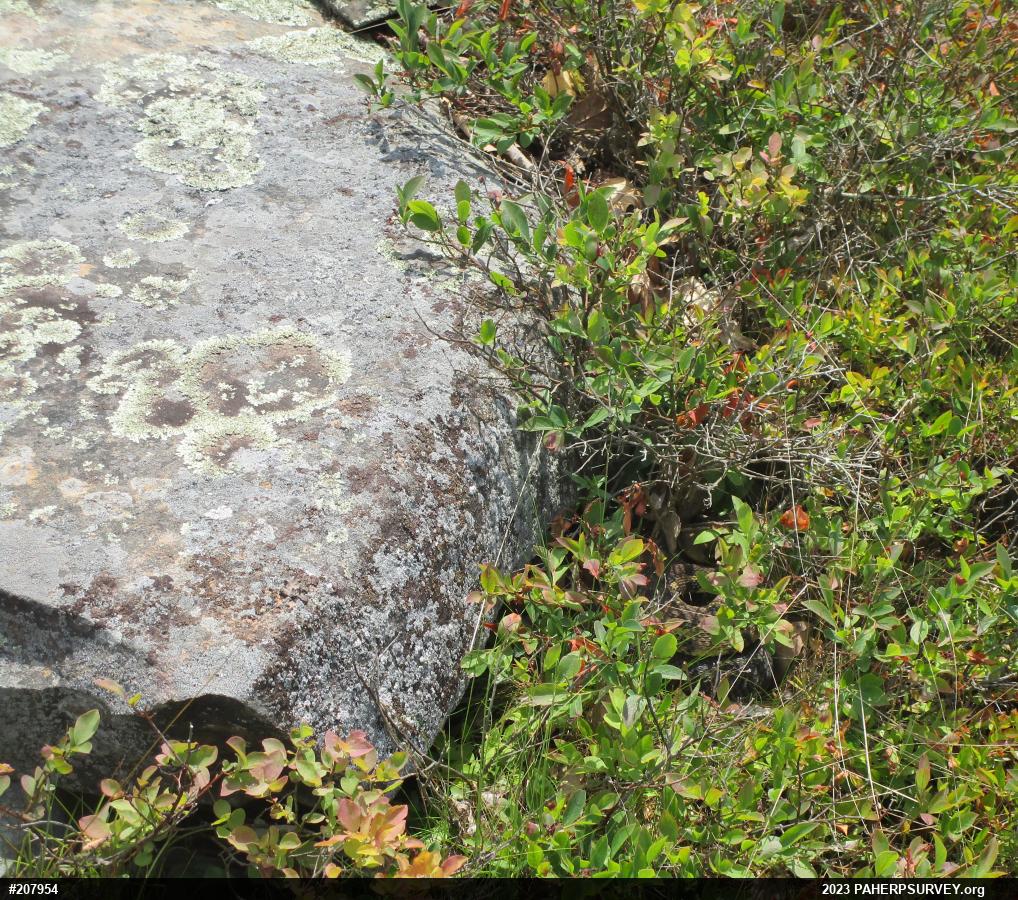 Timber Rattlesnake