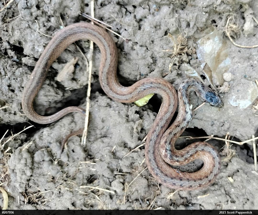 Dekay's Brownsnake