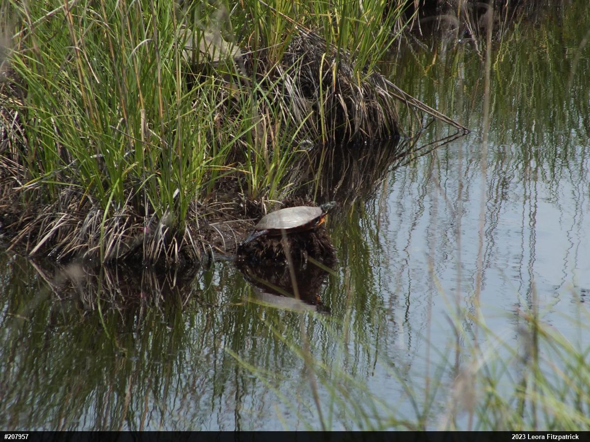 Painted Turtle