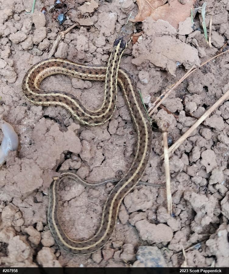 Eastern Gartersnake