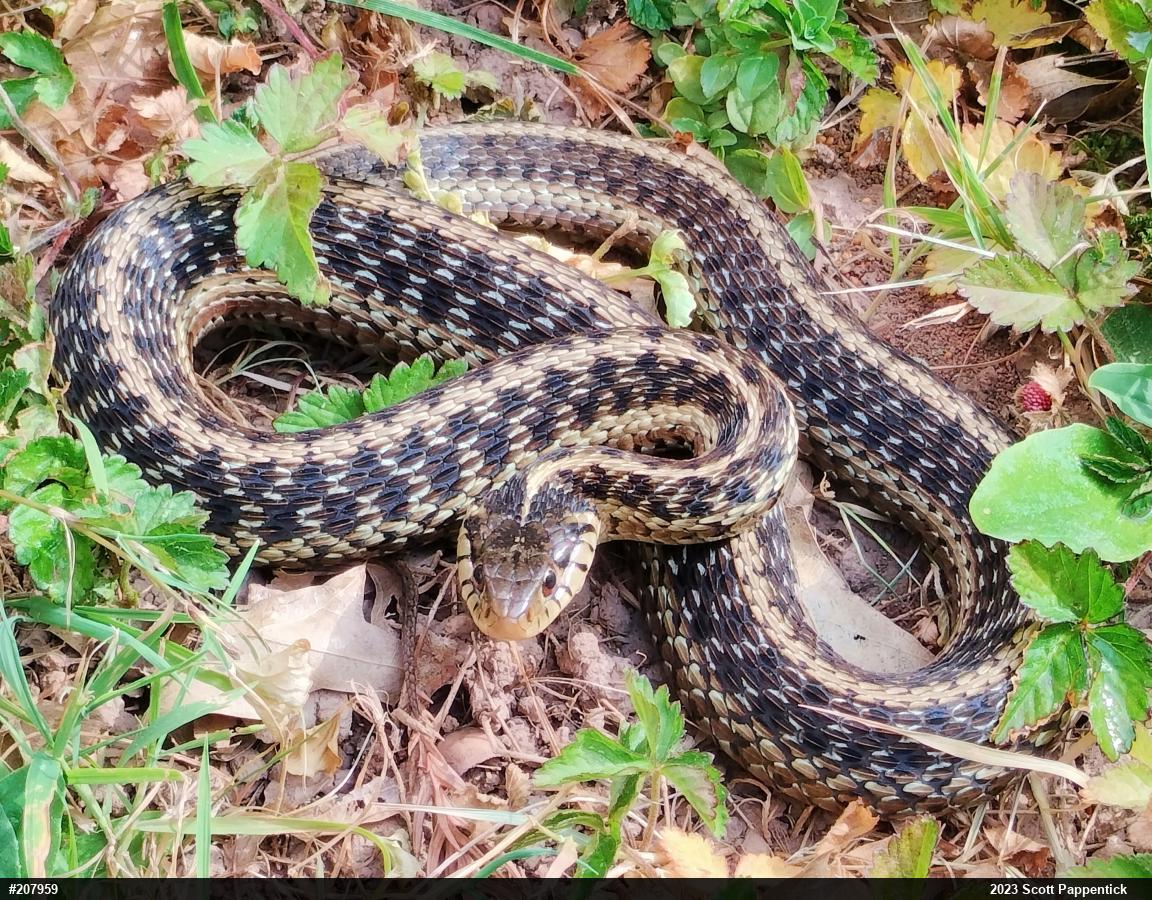 Eastern Gartersnake