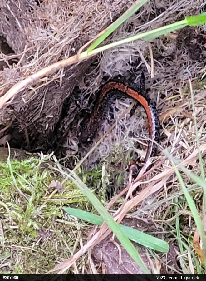 Eastern Red-backed  Salamander