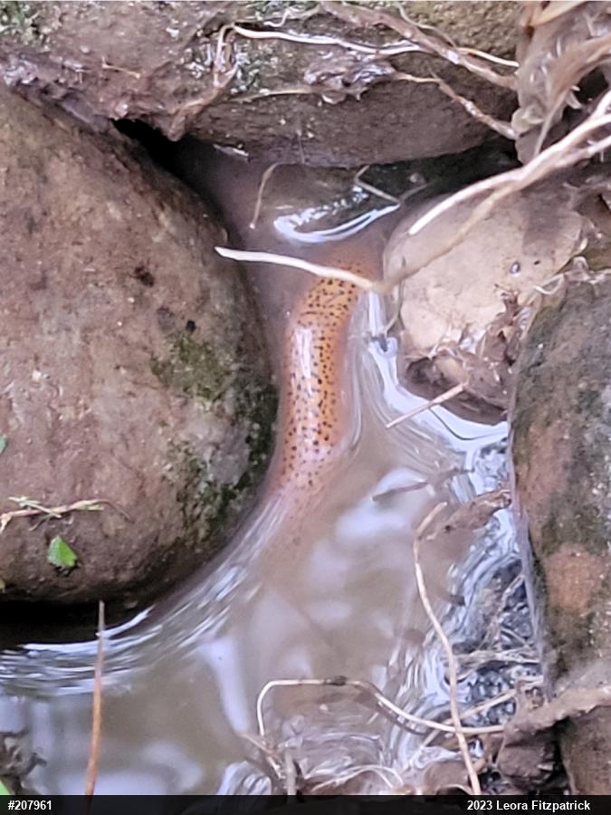 Northern Red Salamander