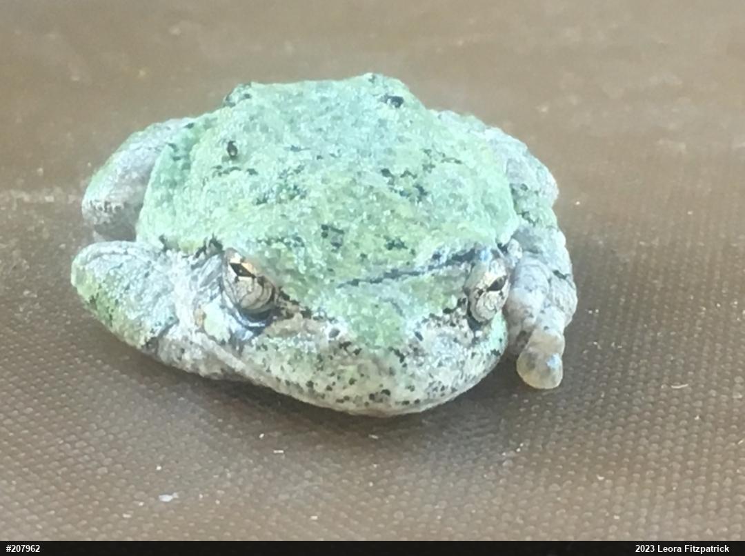 Unknown Gray Treefrog