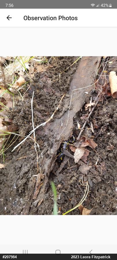 Spotted Salamander