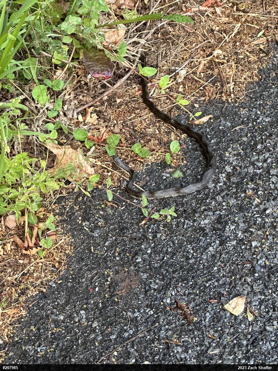 Eastern Ratsnake