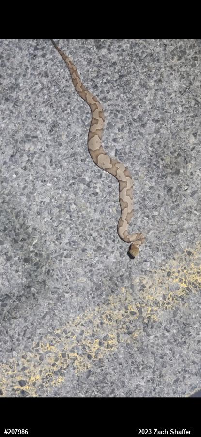 Northern Copperhead