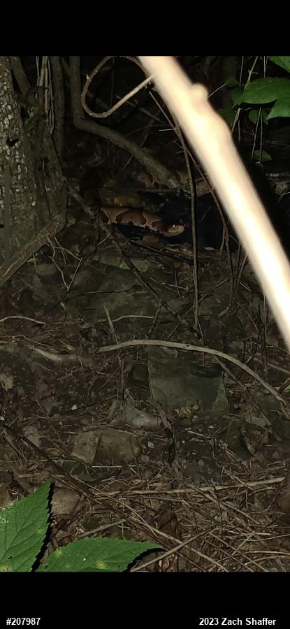 Northern Copperhead