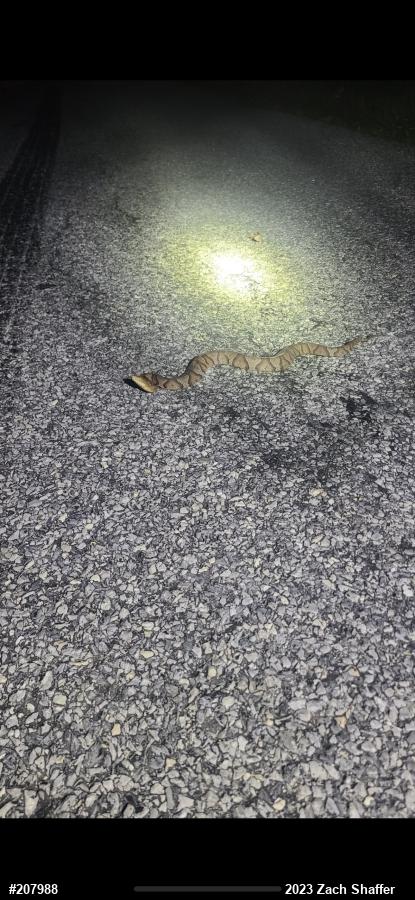 Northern Copperhead