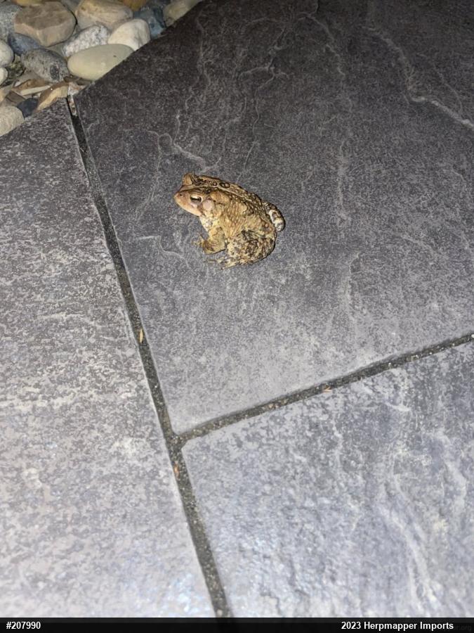 Eastern American Toad