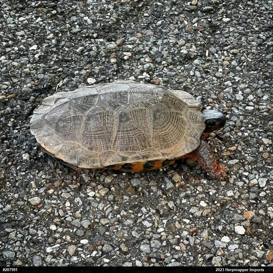 Wood Turtle