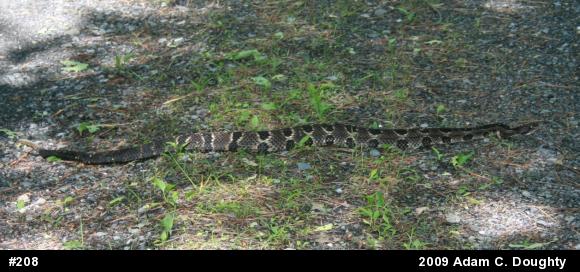 Timber Rattlesnake