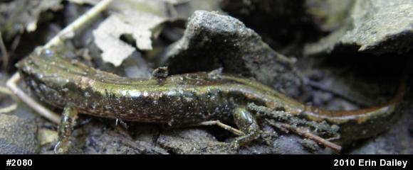 Northern Dusky Salamander
