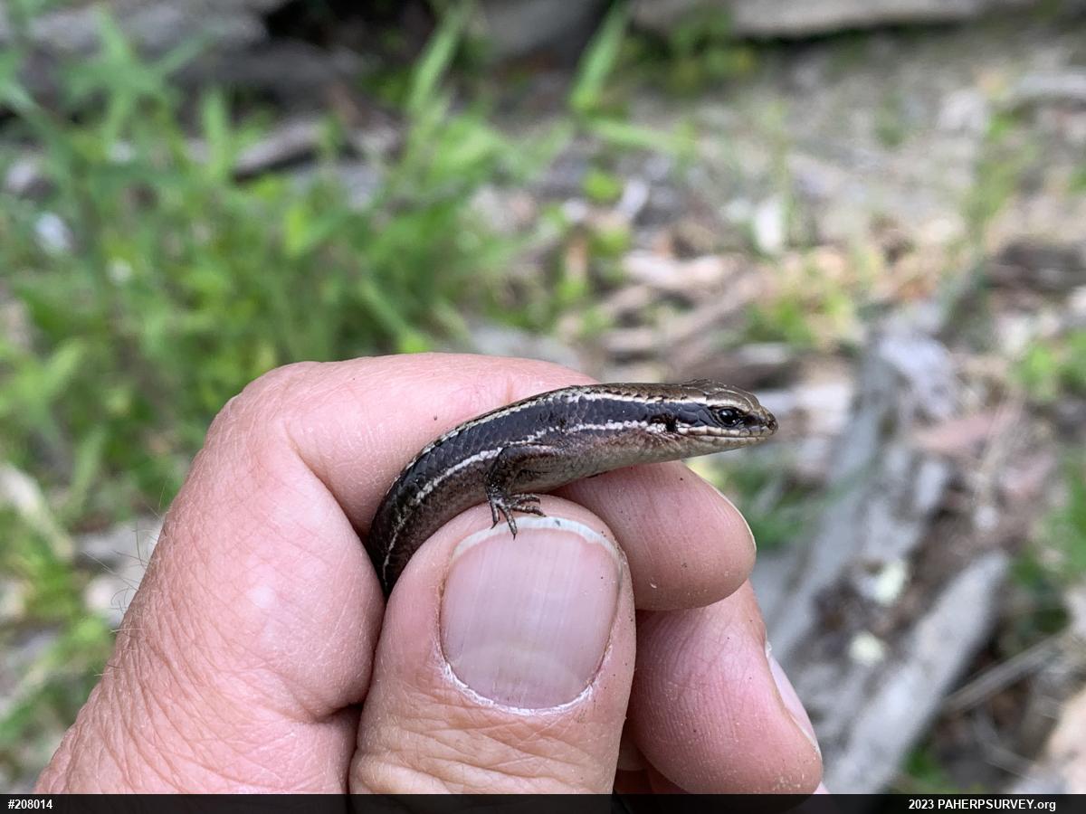 Northern Coal Skink