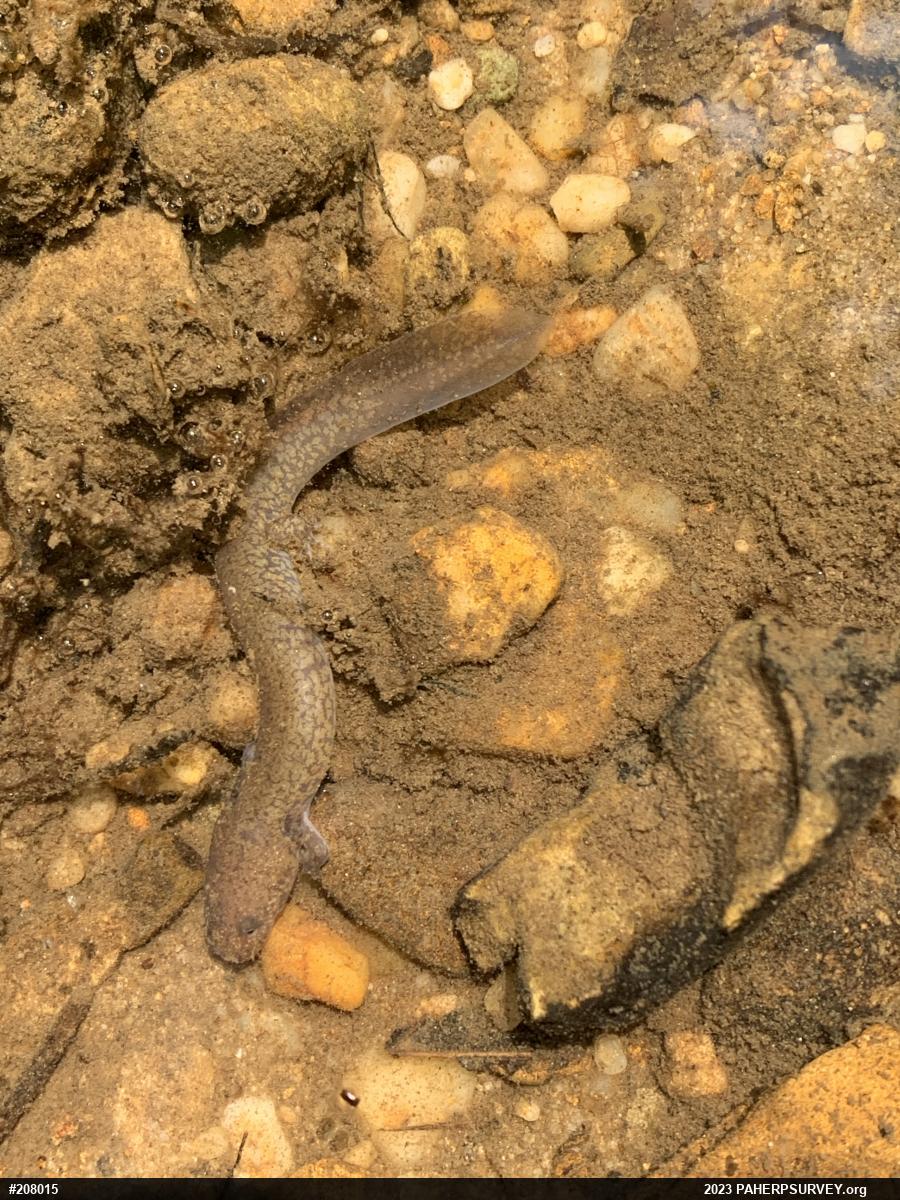 Northern Spring Salamander
