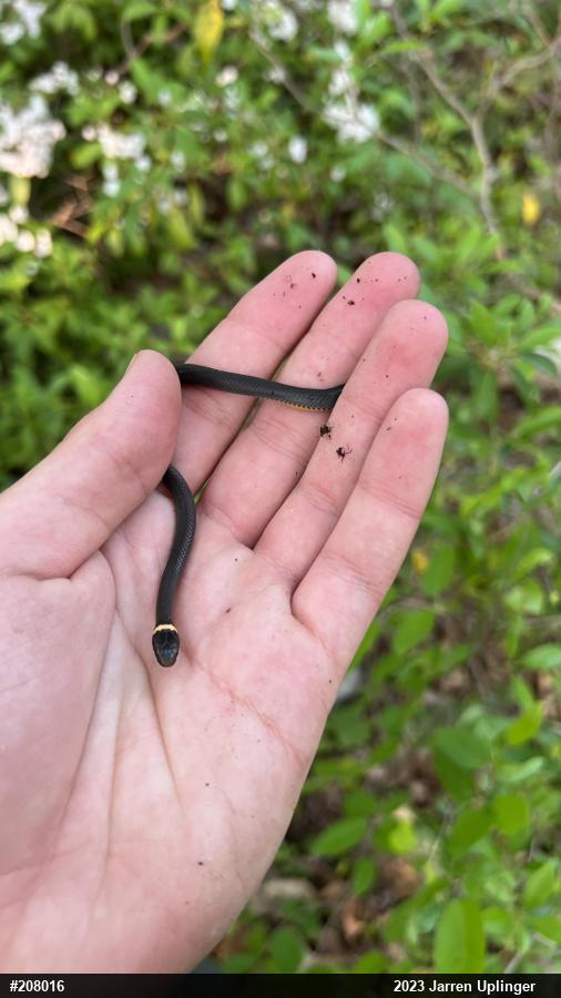 Northern Ring-necked Snake
