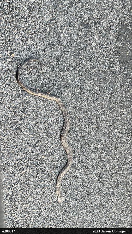 Eastern Ratsnake