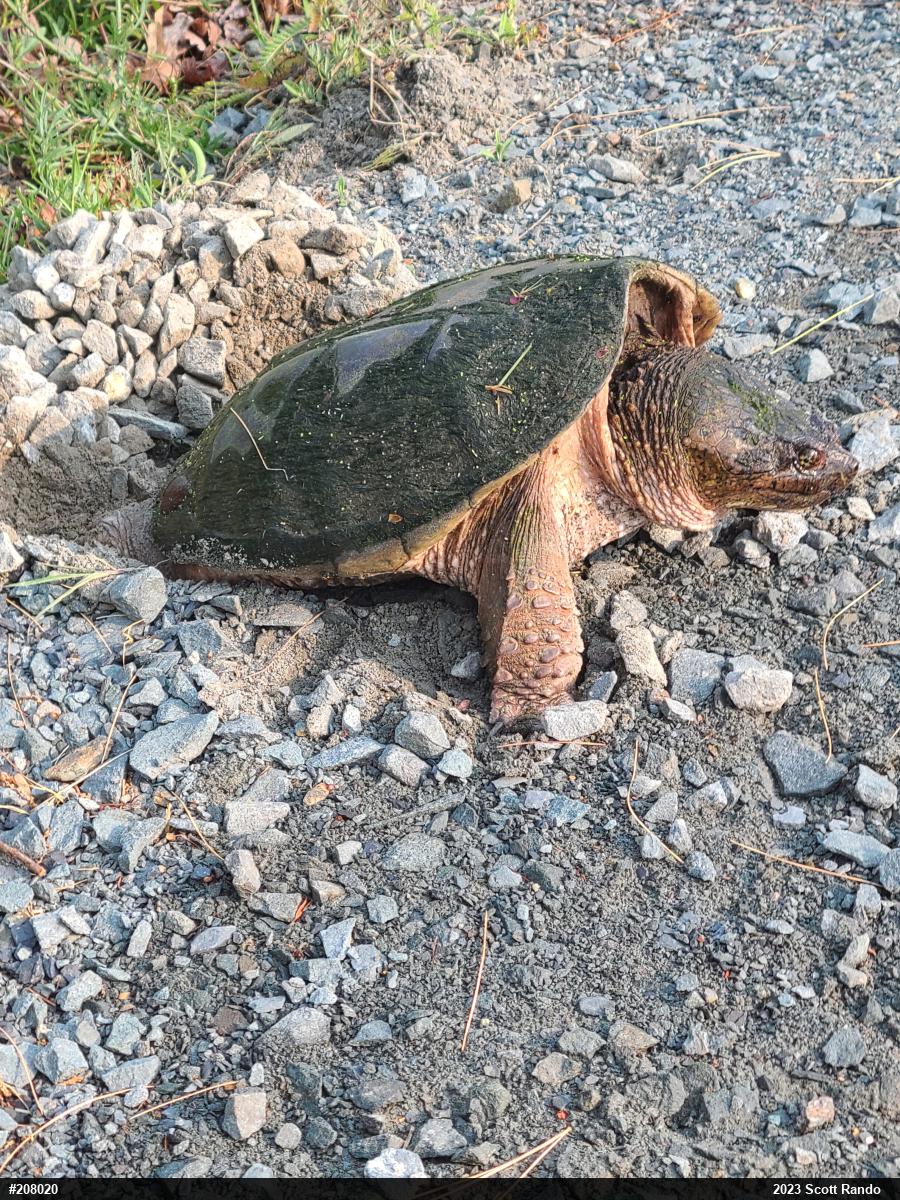 Snapping Turtle