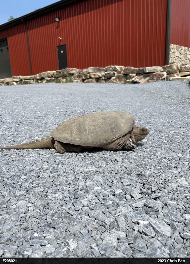 Snapping Turtle
