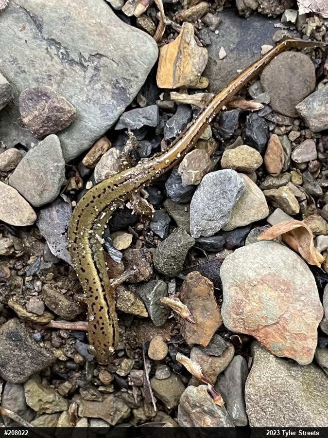 Northern Two-lined Salamander