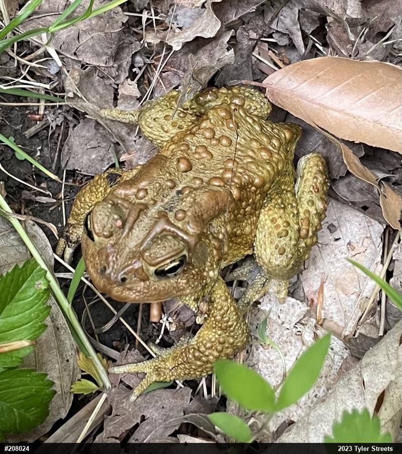 Eastern American Toad