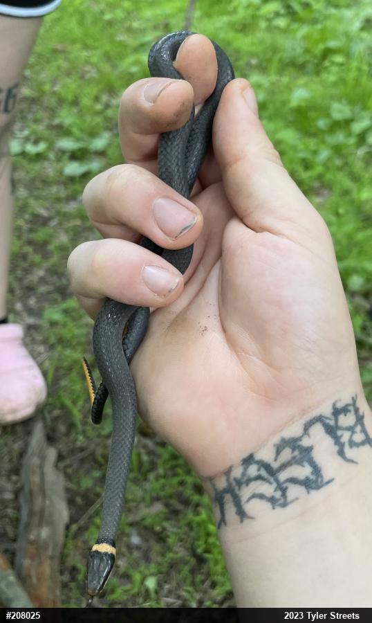 Northern Ring-necked Snake