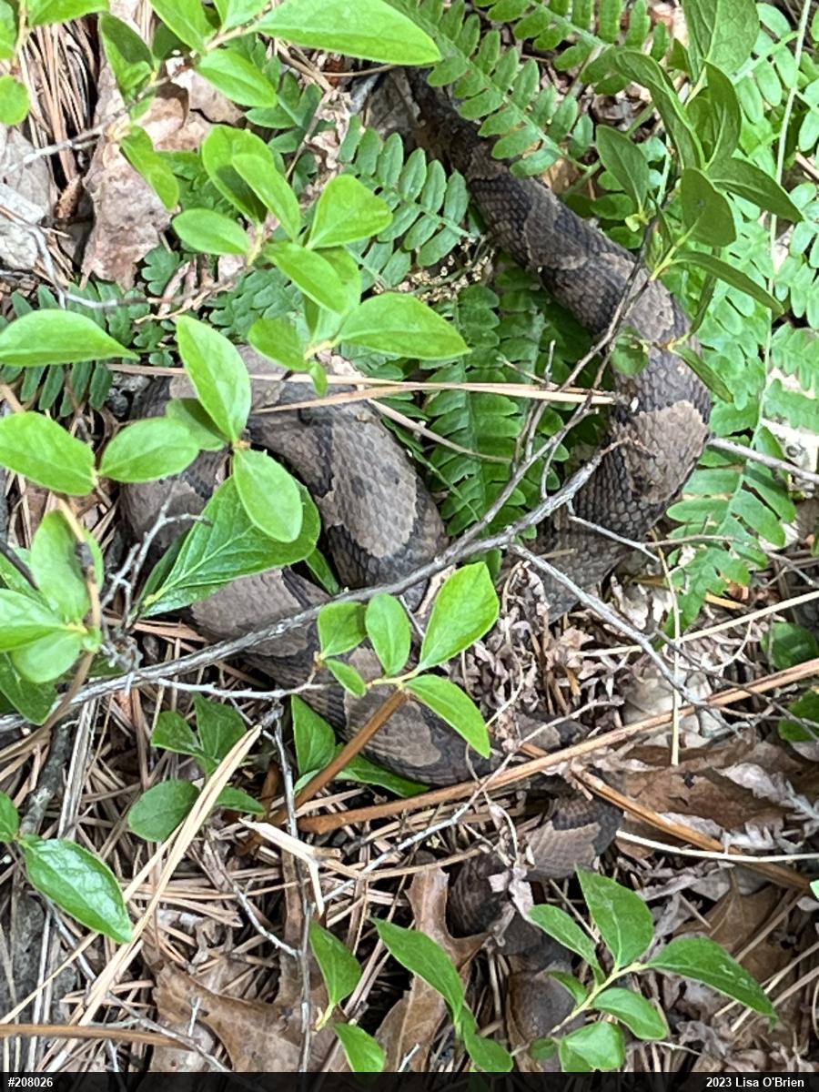 Northern Copperhead