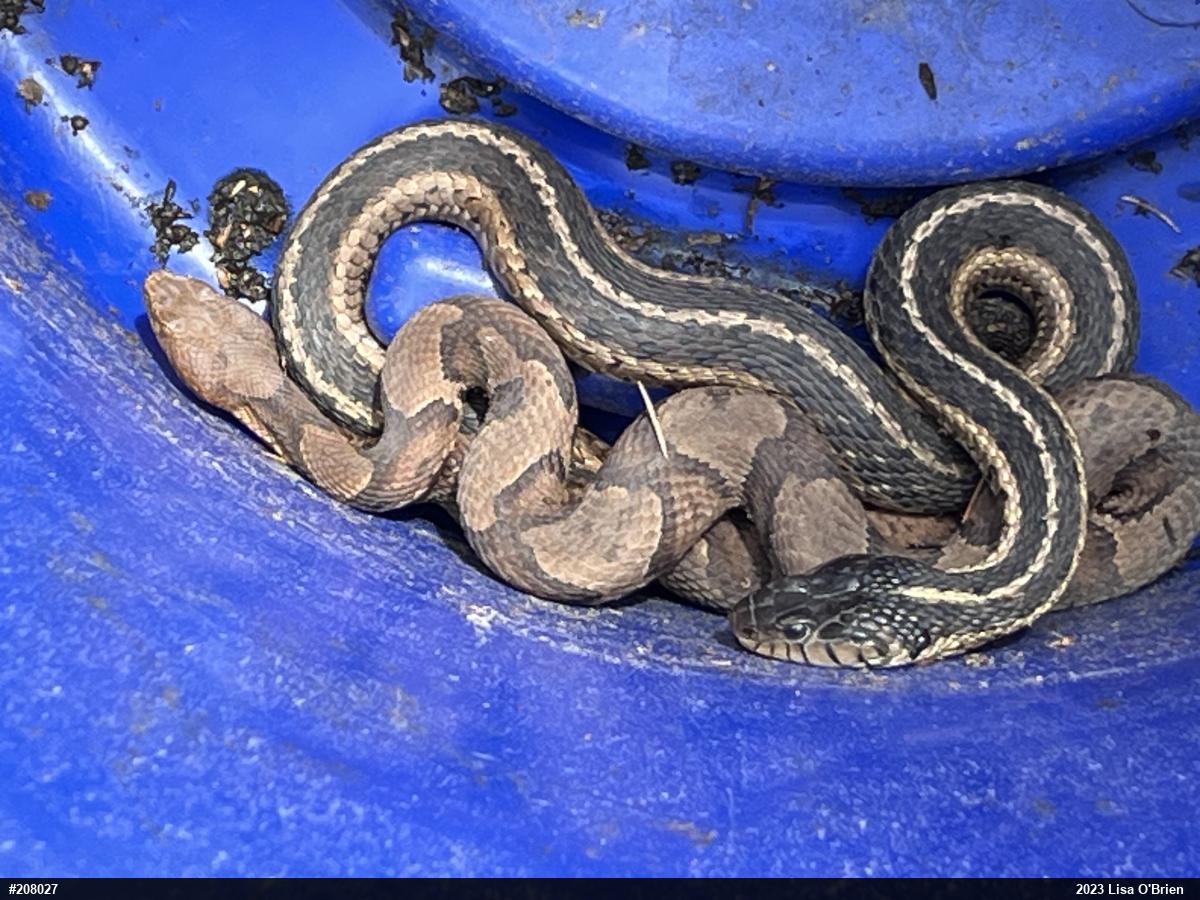 Eastern Gartersnake
