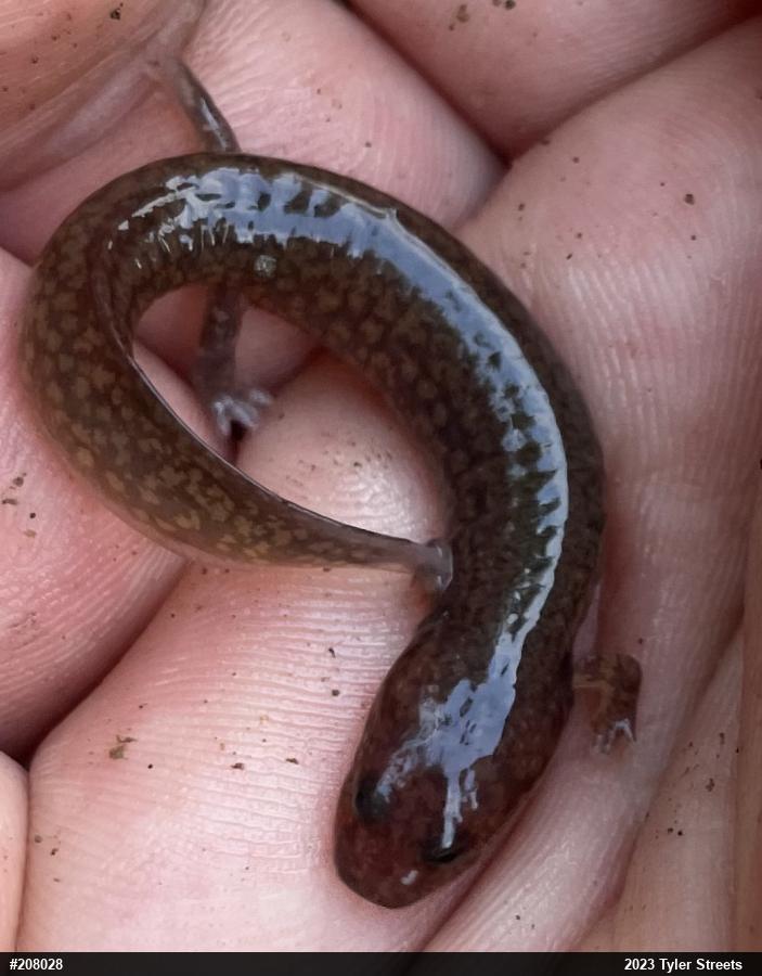 Northern Spring Salamander