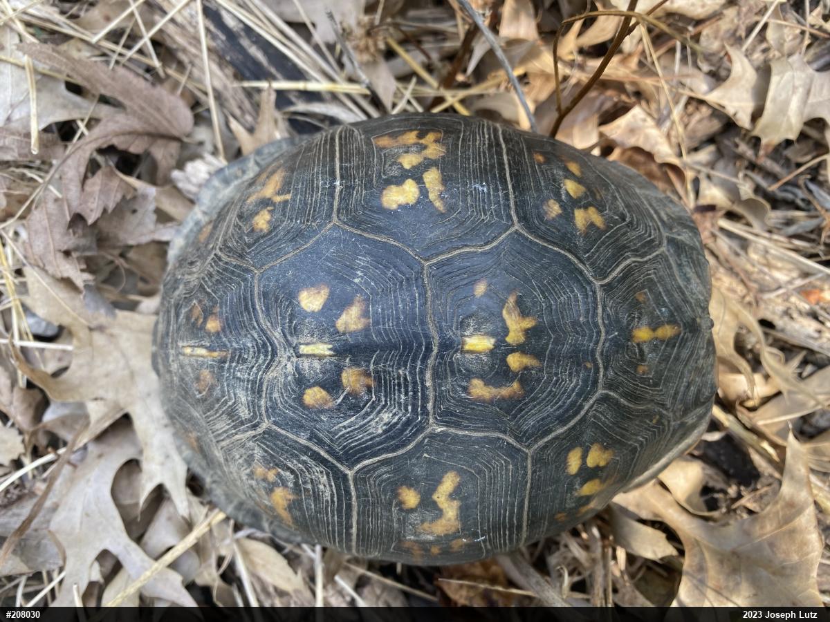 Eastern Box Turtle