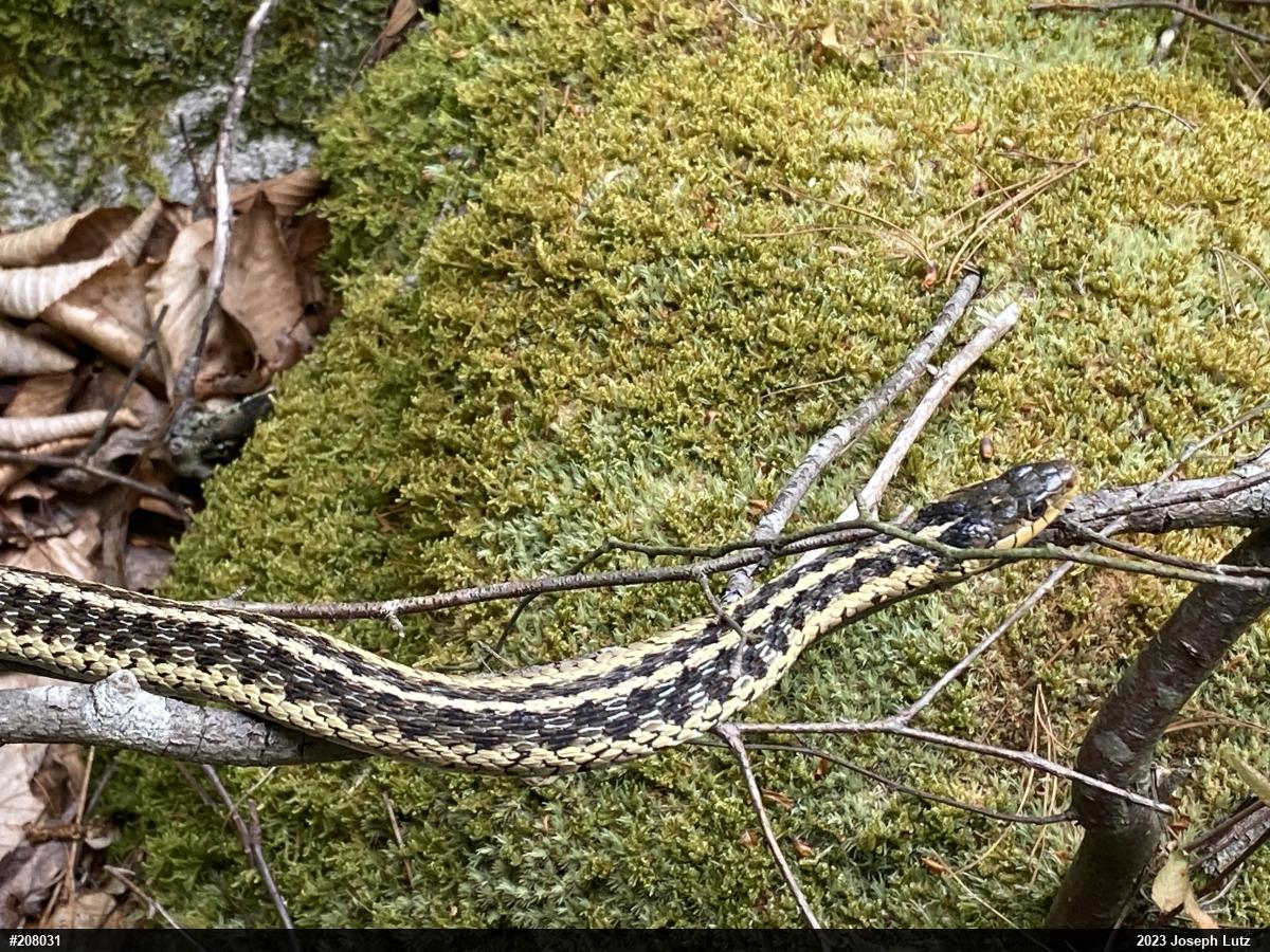 Eastern Gartersnake