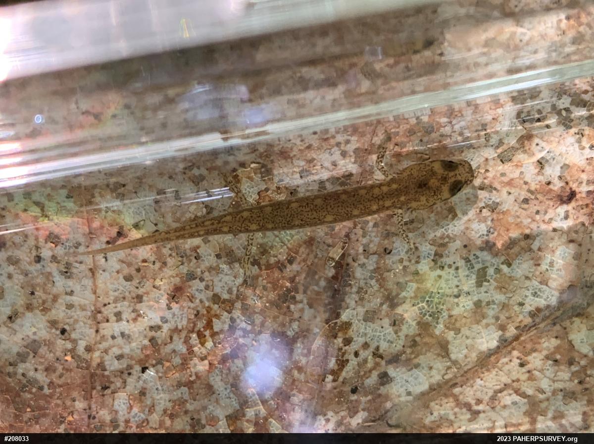 Northern Two-lined Salamander
