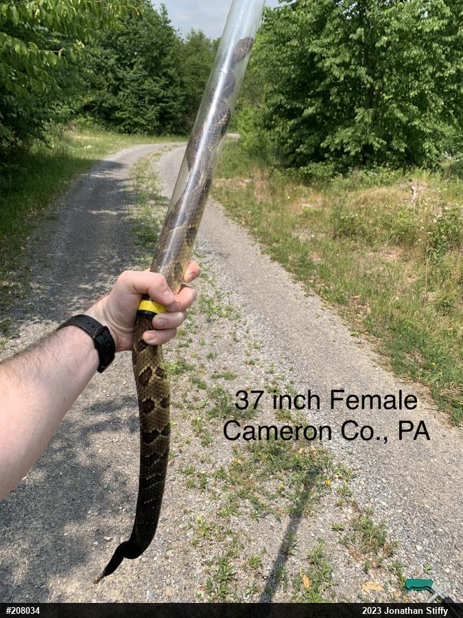 Timber Rattlesnake