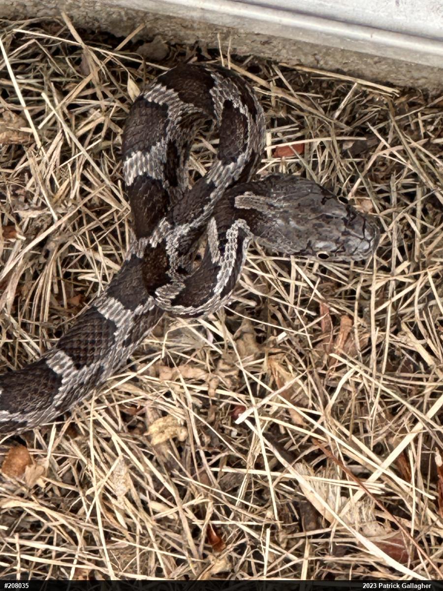 Eastern Ratsnake