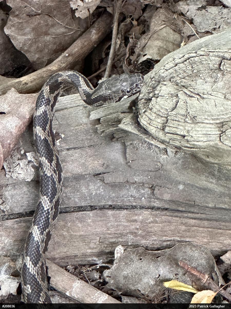 Eastern Ratsnake