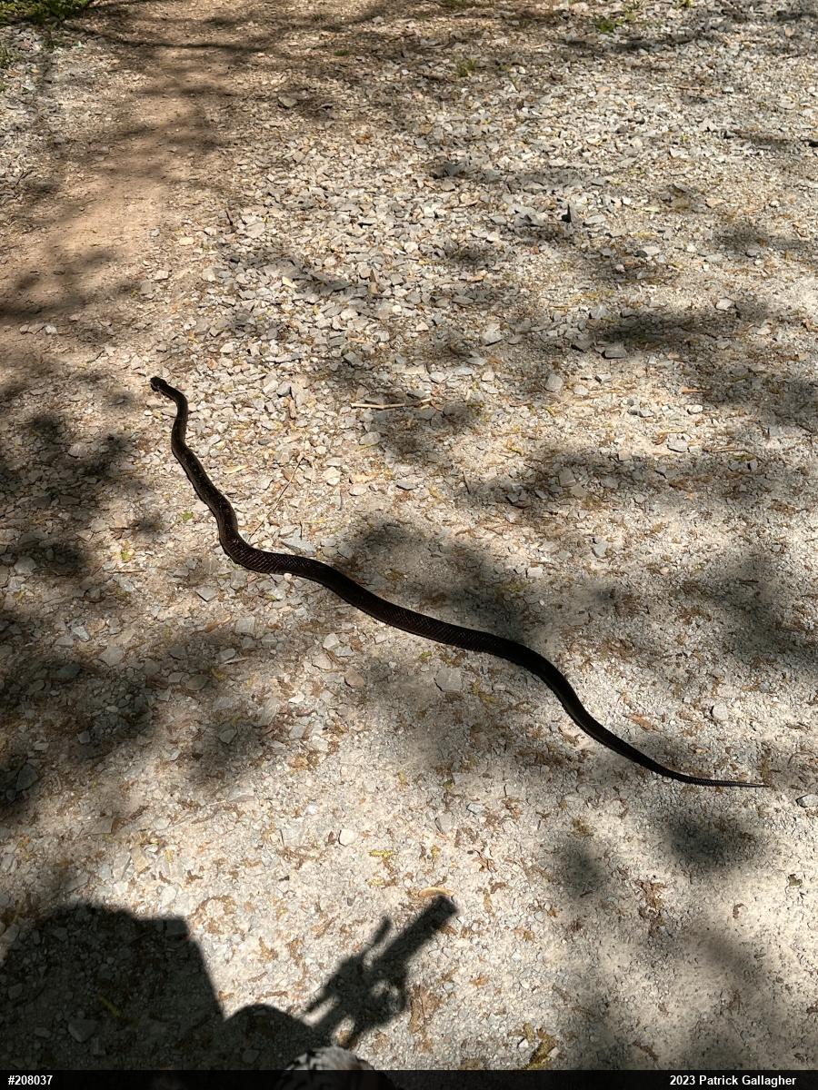 Eastern Ratsnake
