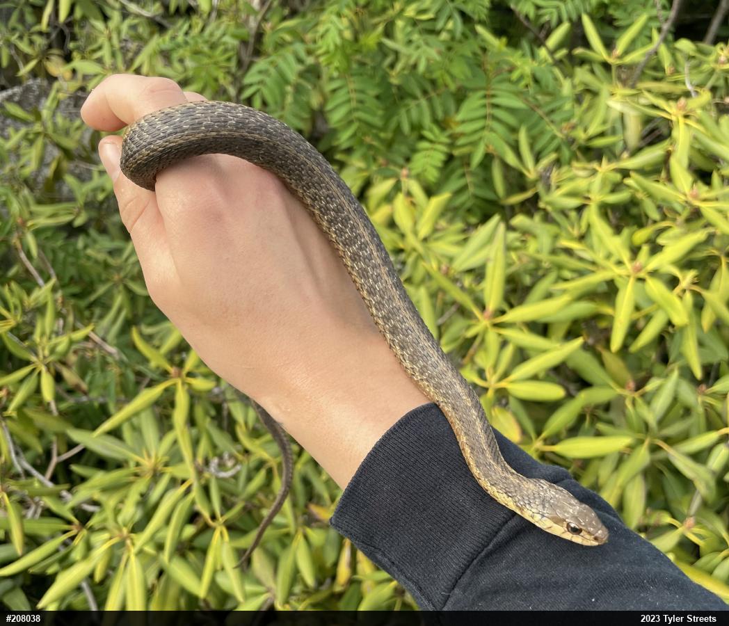 Eastern Gartersnake
