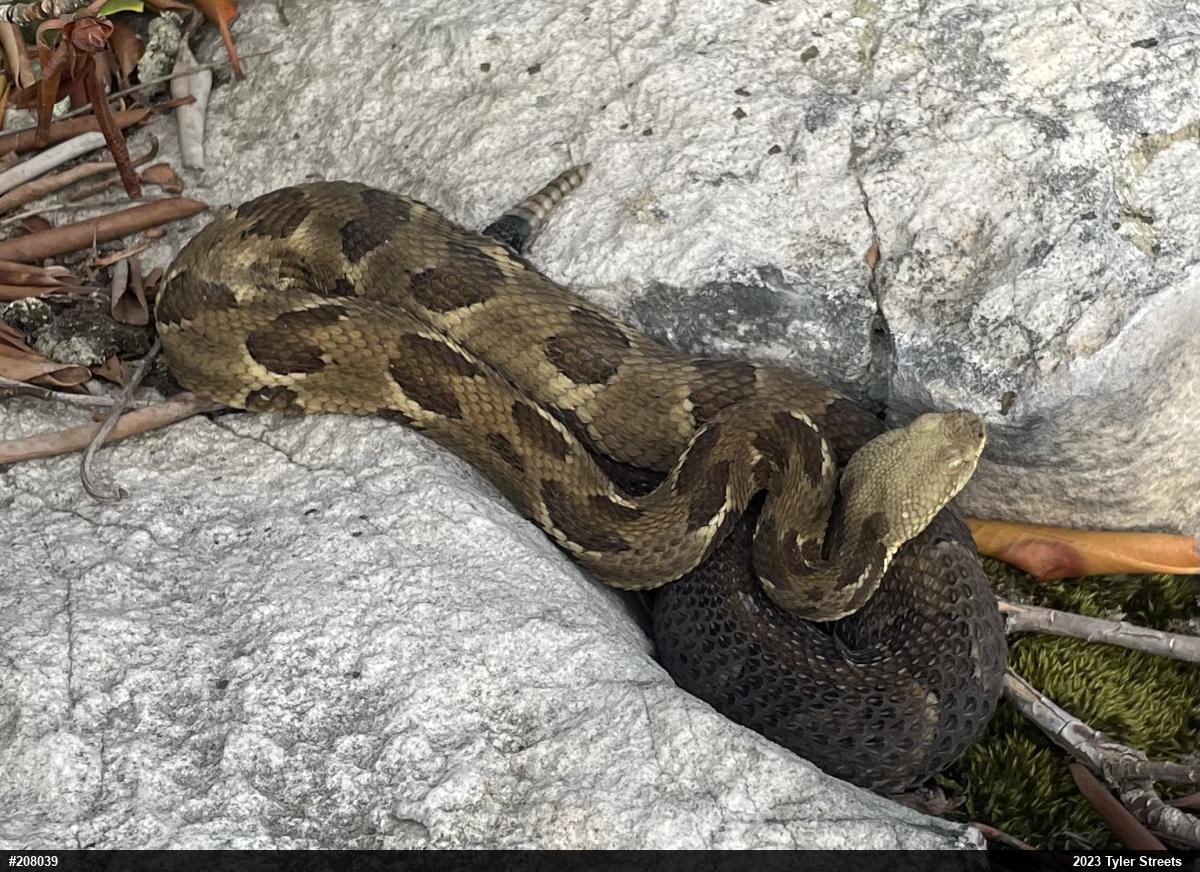 Timber Rattlesnake