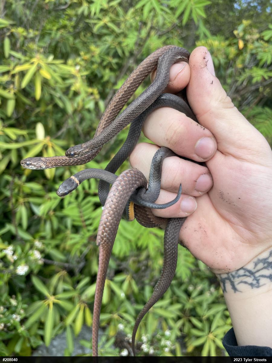 Northern Ring-necked Snake